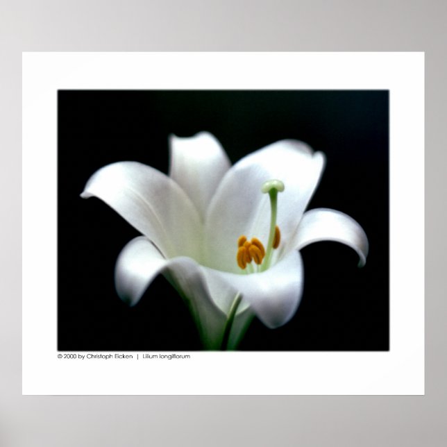 Osterlilie | Lilium longiflorum Poster (Vorne)