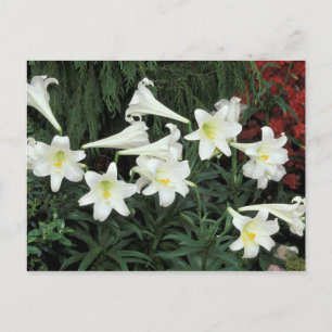 Osterlilie (Lilium regale) Feiertagspostkarte