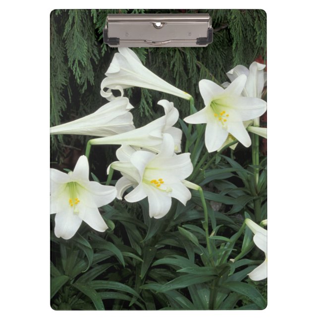 Osterlilie (Lilium regale) Klemmbrett (Vorderseite)