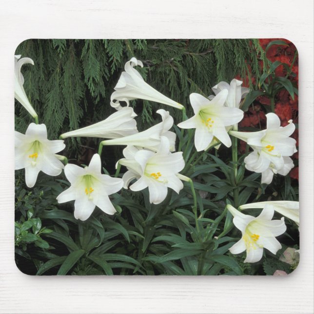 Osterlilie (Lilium regale) Mousepad (Vorne)