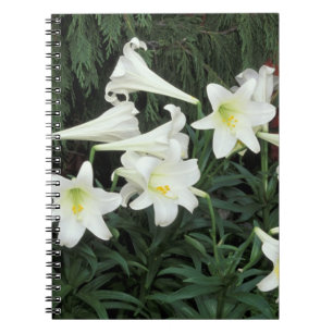 Osterlilie (Lilium regale) Notizblock