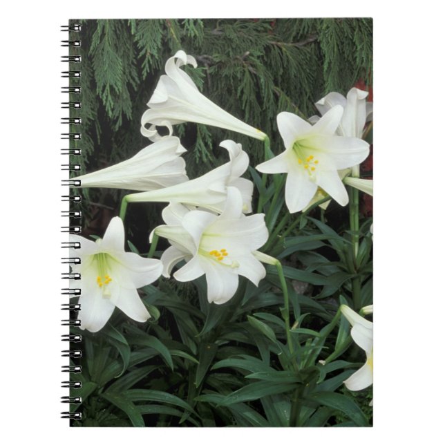 Osterlilie (Lilium regale) Notizblock (Vorderseite)