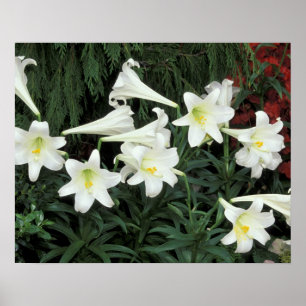 Osterlilie (Lilium regale) Poster