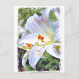 Osterlililie [Postkarte] ポ ト ド Postkarte