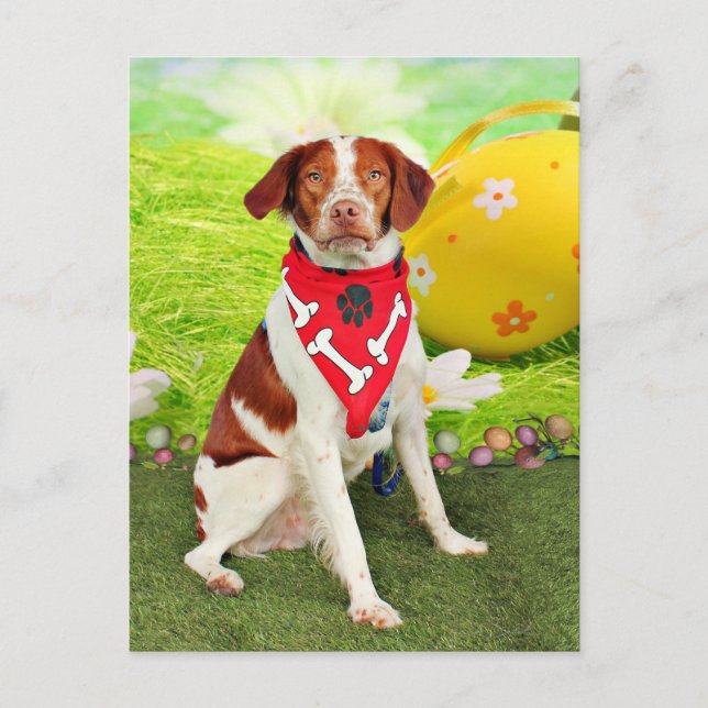 Ostern - BretagneSpaniel - Elliott Feiertagspostkarte (Vorderseite)
