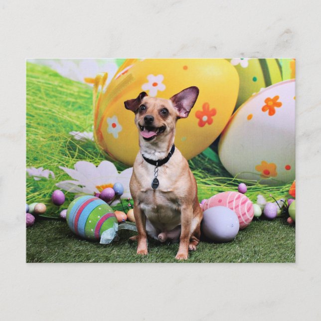 Ostern - Chipin Rockwell - Chihuahua Rambo Feiertagspostkarte (Vorderseite)