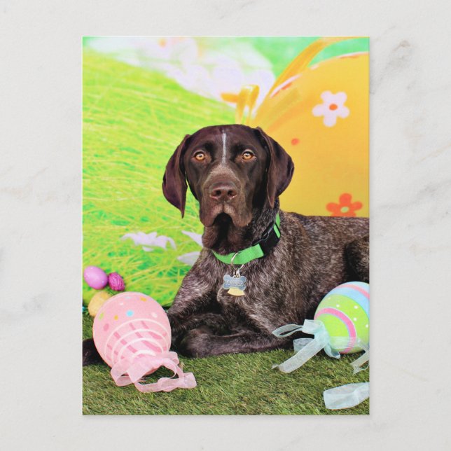 Ostern - Deutscher Kurzzeitpointer - Kaiser Feiertagspostkarte (Vorderseite)