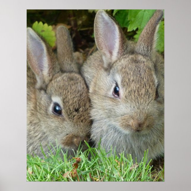 Ostern-Häschen-Segen u. Glaube Poster (Vorne)