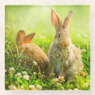 Ostern-Kaninchen Glasuntersetzer