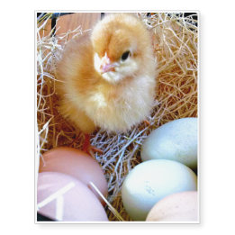 Ostern-Küken in der Korb-vorübergehenden