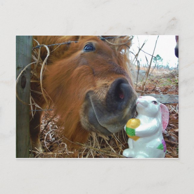 Osterpferd Feiertagspostkarte (Vorderseite)