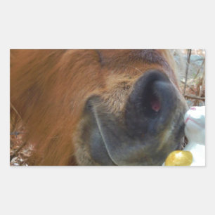 Osterpferd Rechteckiger Aufkleber