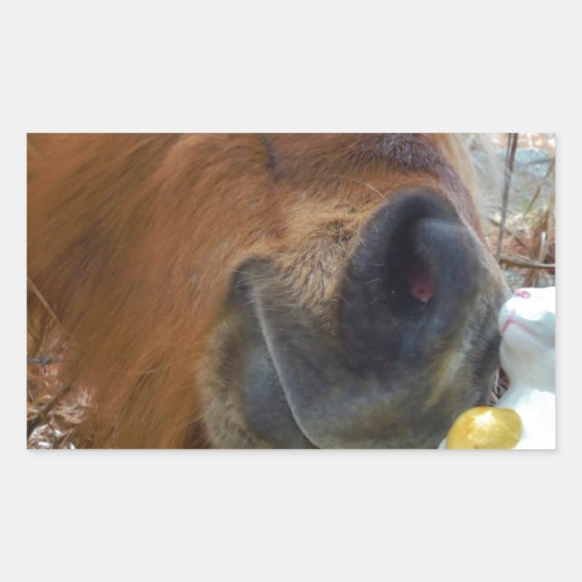 Osterpferd Rechteckiger Aufkleber (Vorderseite)