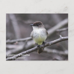 OsterPhoebe Postkarte