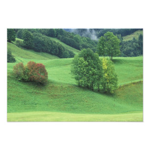 Österreich. Rollende grüne Hügel und Bäume Fotodruck