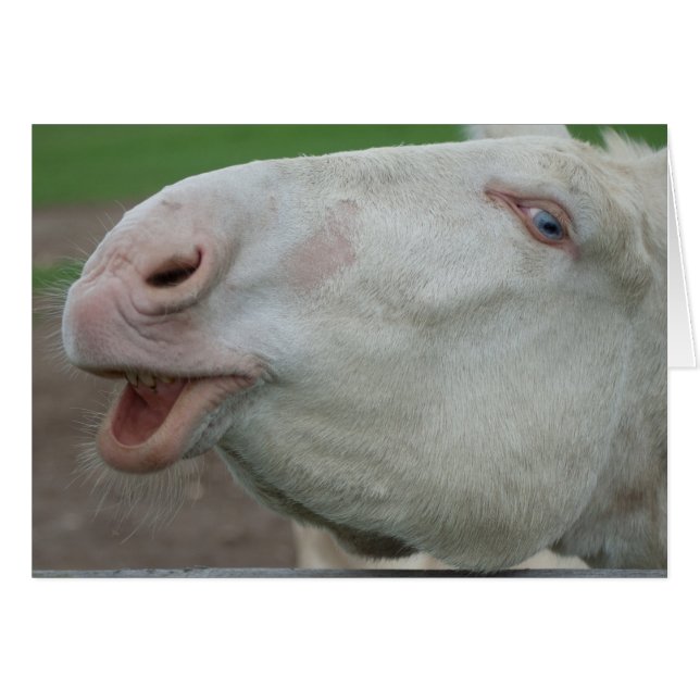 Österreich-Ungarischer Weißer Donkey (Vorderseite (Horizontal))