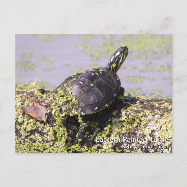 Osterschildkröte Postkarte (Vorderseite)