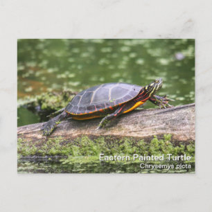 Osterschildkröte Postkarte