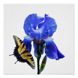 Osterschmetterling Poster