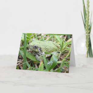 Ostgraue Treefrog Naturfotografie Karte