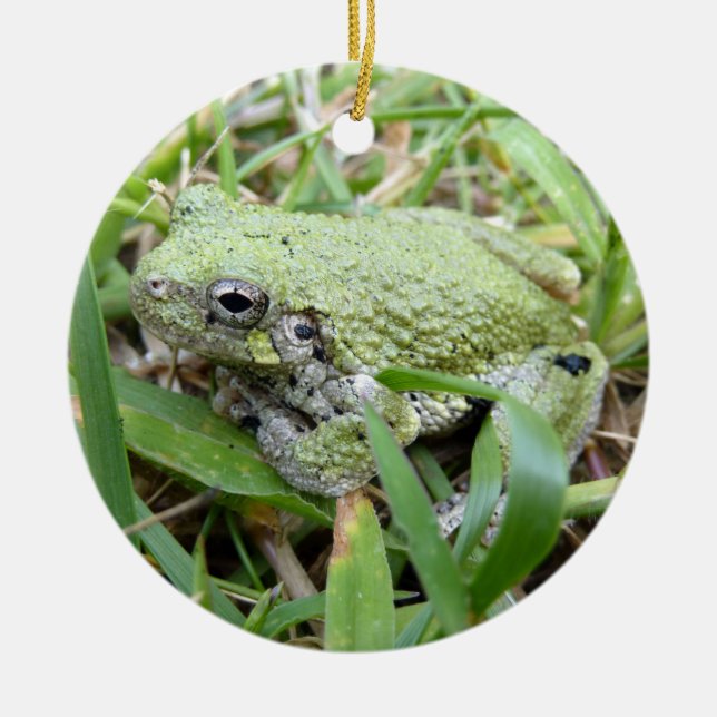 Ostgraue Treefrog Naturfotografie Keramik Ornament (Vorne)