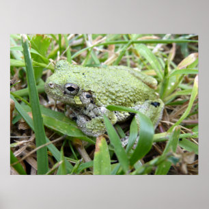 Ostgraue Treefrog Naturfotografie Poster