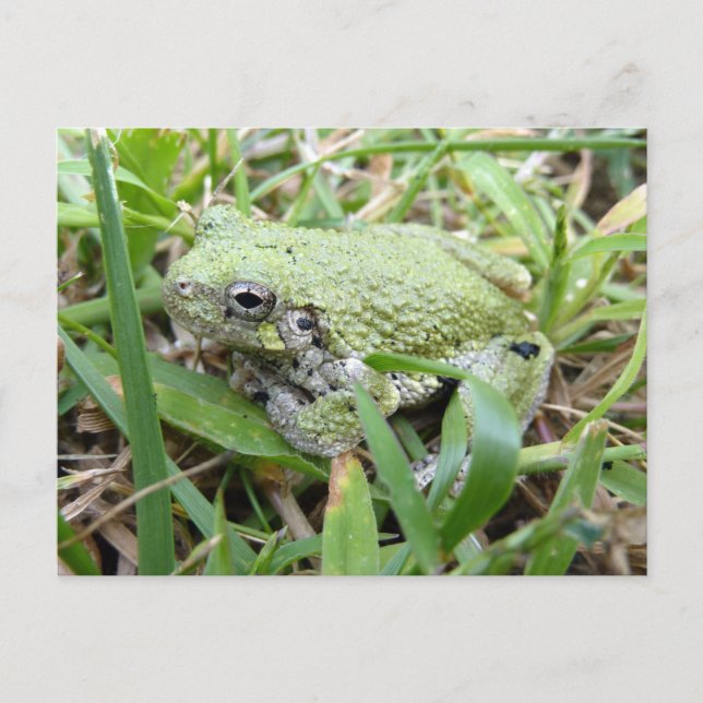 Ostgraue Treefrog Naturfotografie Postkarte