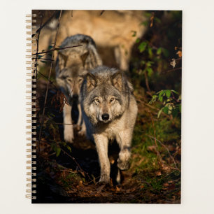 Ostholzwolves Planer