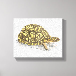 Ostkasten-Schildkröte-Leinwand-Druck Leinwanddruck