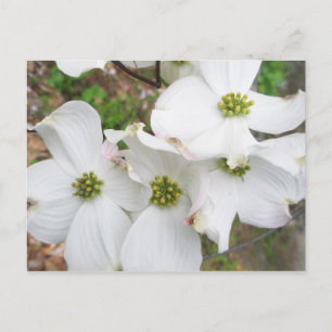 Östliche Dogwood-Blüten - Cornus florida Postkarte