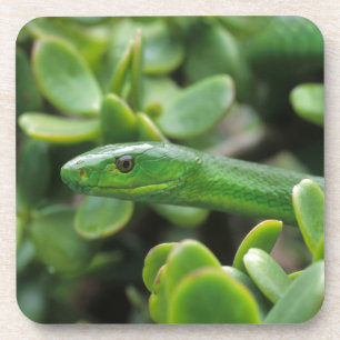 Östliche Grüne Mamba (Dendroaspis angusticeps) Getränkeuntersetzer