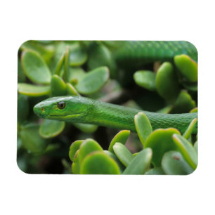 Östliche Grüne Mamba (Dendroaspis angusticeps) Magnet