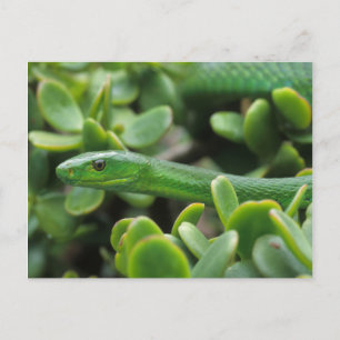 Östliche Grüne Mamba (Dendroaspis angusticeps) Postkarte
