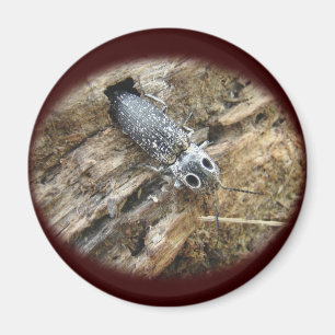 Östliche Mit Augen Elater Klicken Sie auf Käfer - Magnet