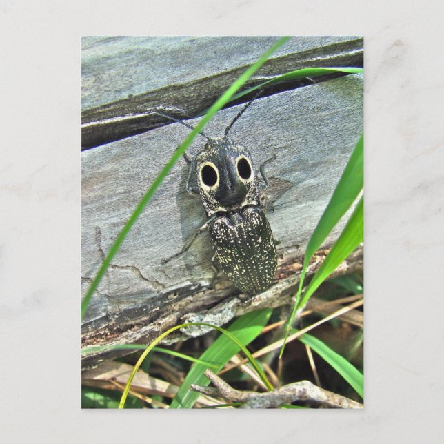 Östliche Mit Augen Elater Klicken Sie auf Käfer -  Postkarte (Vorderseite)