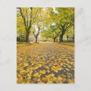 Östliche Nachbarschaft im Herbst Postkarte