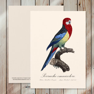 Östliche Rosella oder Platycercus eximius Sittich Dankeskarte