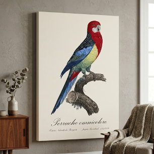 Östliche Rosella oder Platycercus eximius Sittich Leinwanddruck