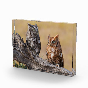 Östliche Schreieule beim Nisten im Baum Fotoblock