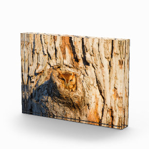 Östlicher Schreieule Fotoblock