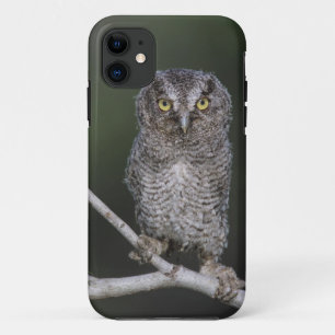 Östlicher Schreieule, Megascops asio, Otus 2 Case-Mate iPhone Hülle