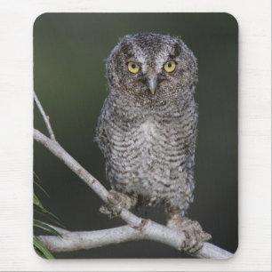 Östlicher Schreieule, Megascops asio, Otus 2 Mousepad