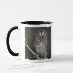 Östlicher Schreieule, Megascops asio, Otus 2 Tasse