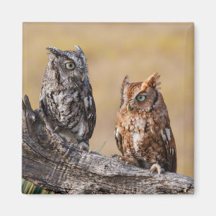 Östlicher Schreieule Rastplatz im Baum Magnet