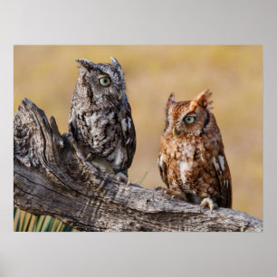 Östlicher Schreieulen-Schlafplatz im Baum Poster