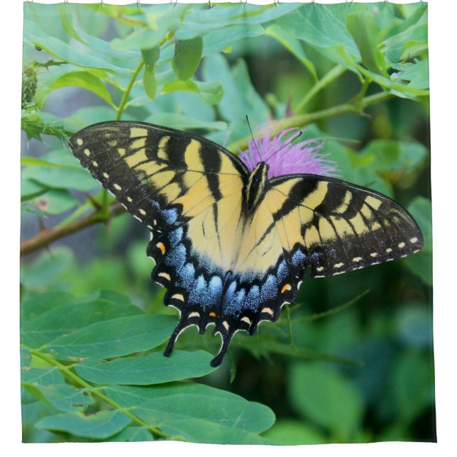 Östlicher Tigerschwalbenschmetterling Duschvorhang (Vorderseite)