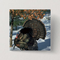 Östlicher wilder Truthahn, enormer Gobbler in der
