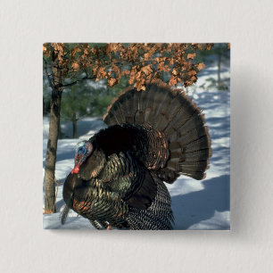 Östlicher wilder Truthahn, enormer Gobbler in der Button