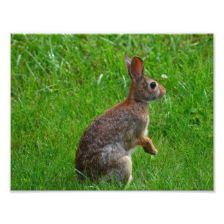 Östliches Baumwollschwanzkaninchen Fotodruck