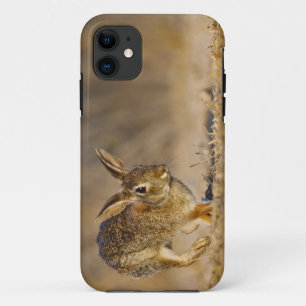 Östliches Baumwollschwanzkaninchen hoppelt iPhone 11 Hülle